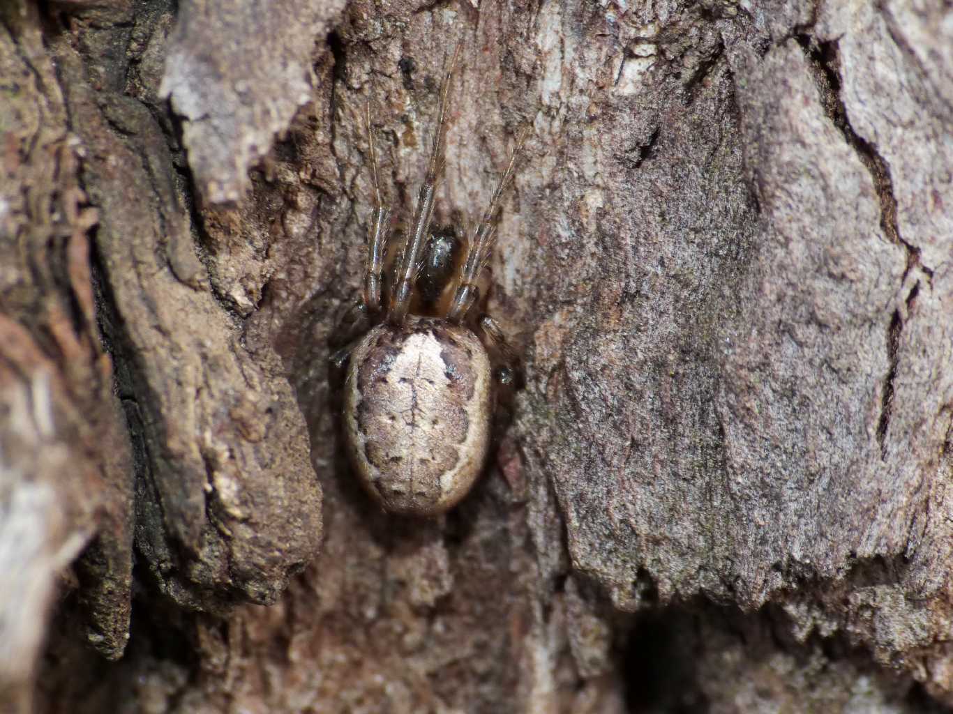 Zygiella sp. gigante - Ostia Antica (RM)